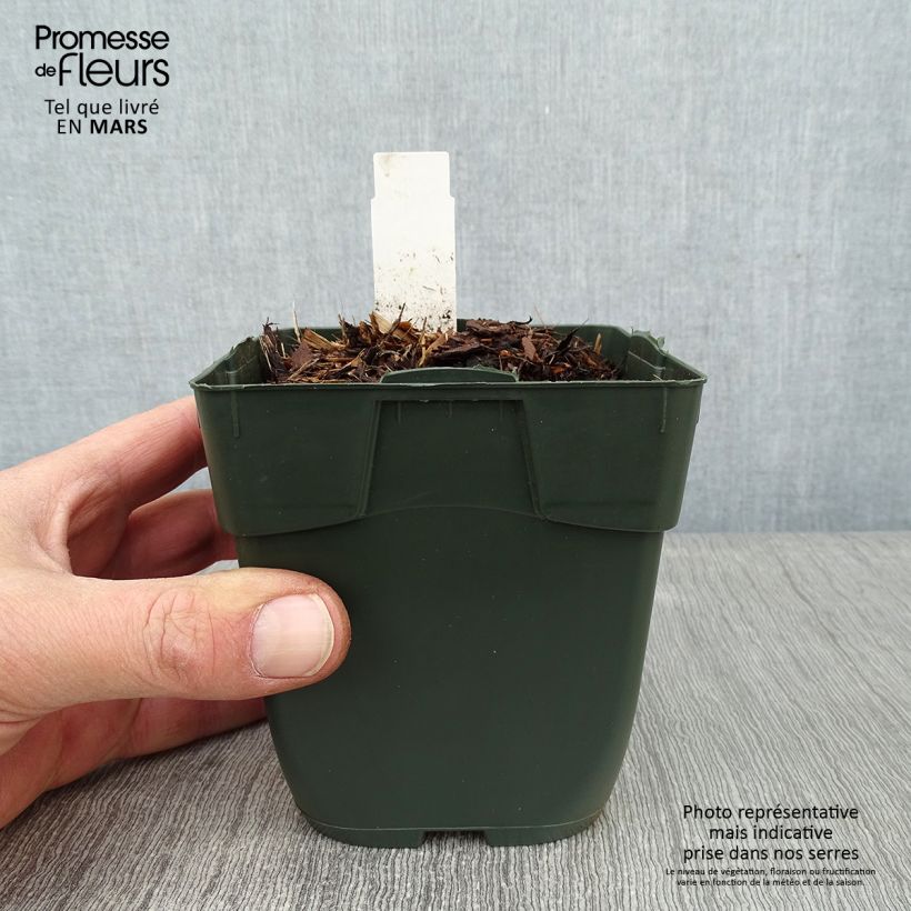 Amostra de Hosta Elisabeth Vaso de 8/9 cm tal como entregue no inverno