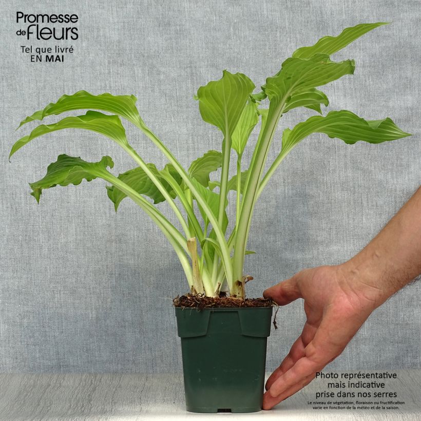 Amostra de Hosta Elisabeth Vaso de 8/9 cm tal como entregue na primavera