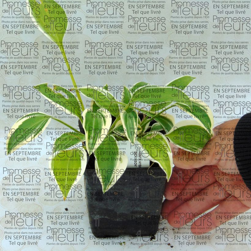 Exemplo de amostra de Hosta Emily Dickinson Vaso de 8/9 cm tal como entregue