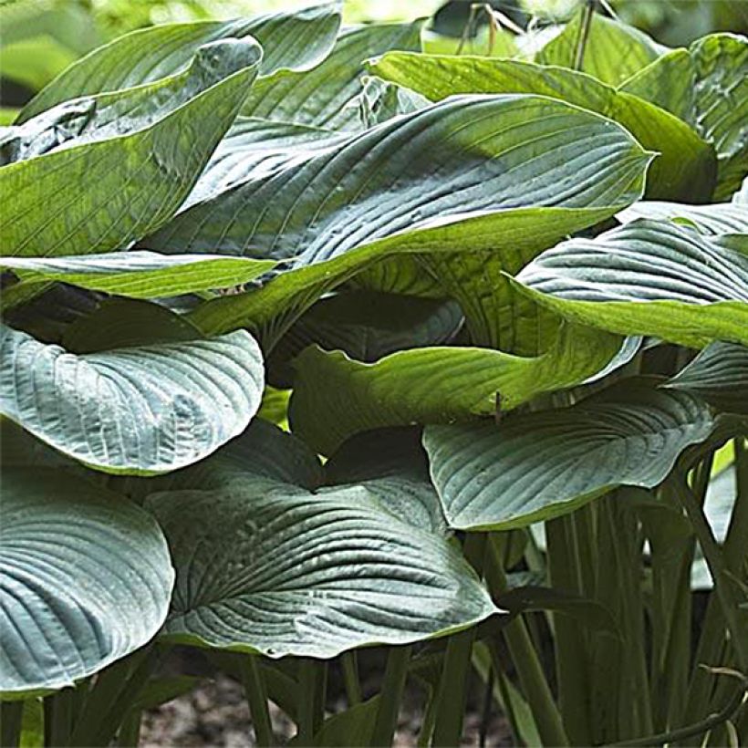 Hosta Empress Wu (Folhagem)