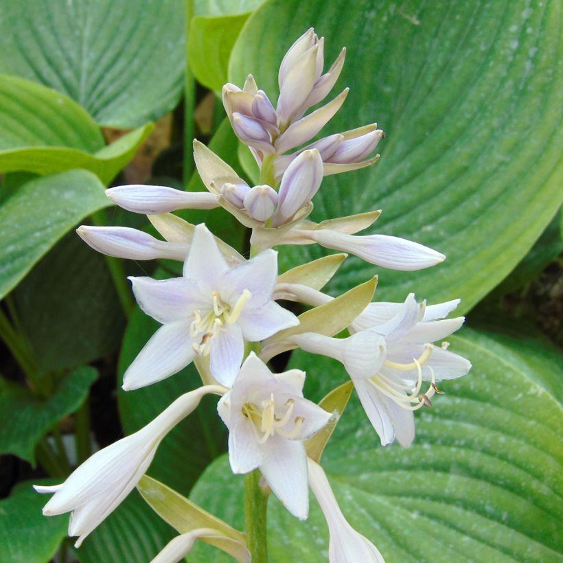 Hosta Empress Wu (Floração)