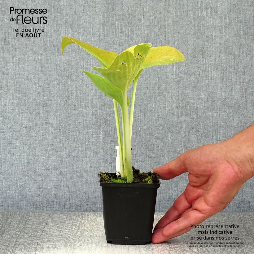 Amostra de Hosta Empress Wu Vaso de 8/9 cm tal como entregue no verão