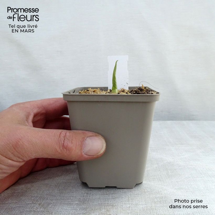 Amostra de Hosta Empress Wu Vaso de 8/9 cm tal como entregue na primavera