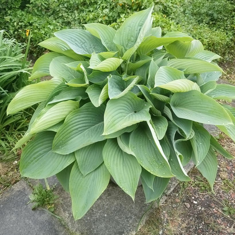 Hosta Empress Wu (Hábito)