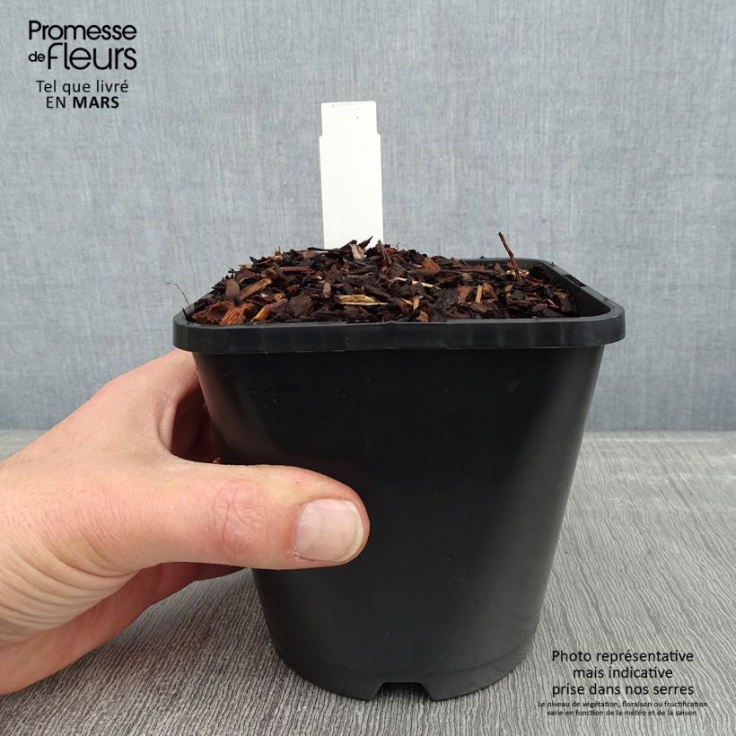 Amostra de Hosta Empress Wu Vaso de 1,5 L/2 L tal como entregue no inverno