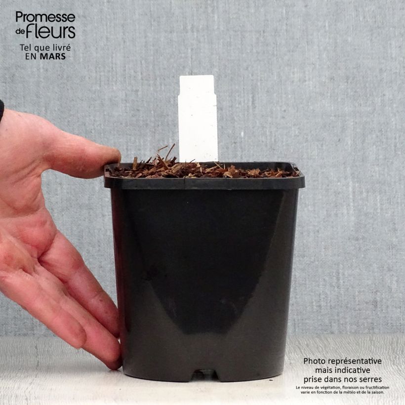 Amostra de Hosta Empress Wu Vaso de 1,5 L/2 L tal como entregue na primavera