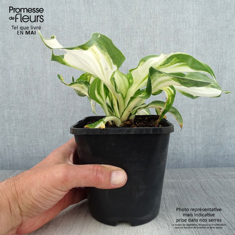 Amostra de Hosta Enterprise - Funkia Vaso de 1,5 L/2 L tal como entregue na primavera