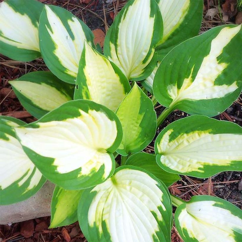 Hosta Eskimo Pie (Folhagem)