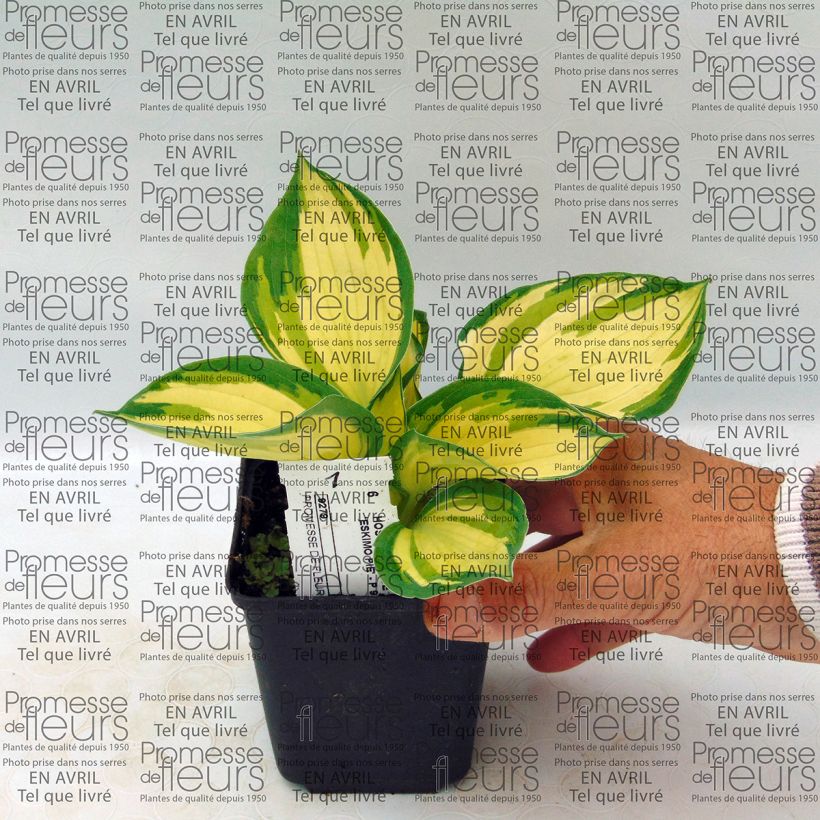 Exemplo de amostra de Hosta Eskimo Pie Vaso de 8/9 cm tal como entregue