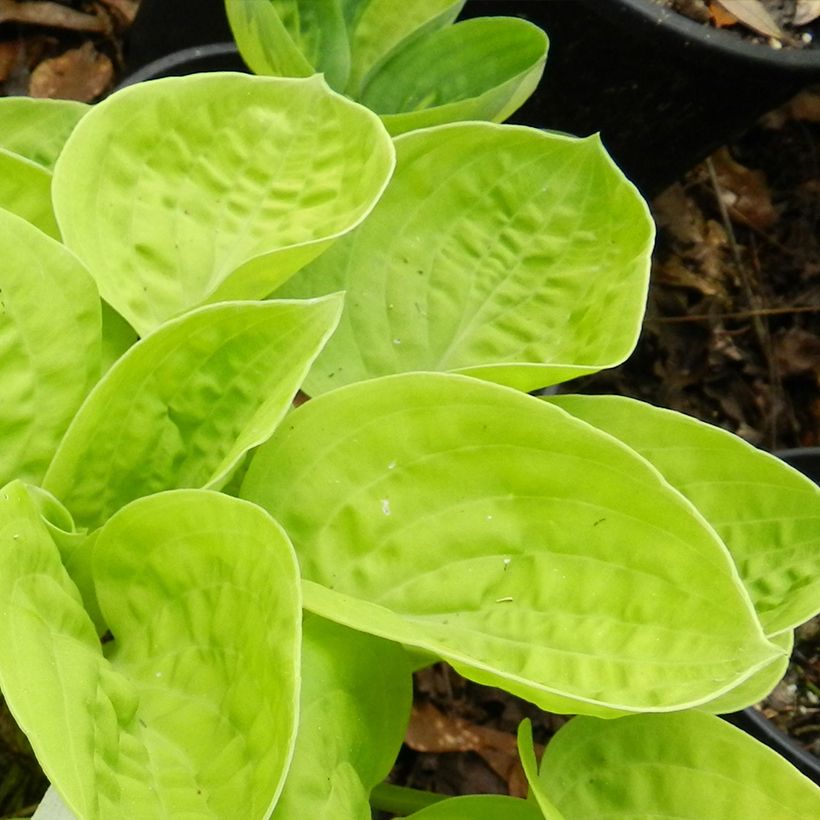 Hosta Eye Catcher - Funkia (Folhagem)