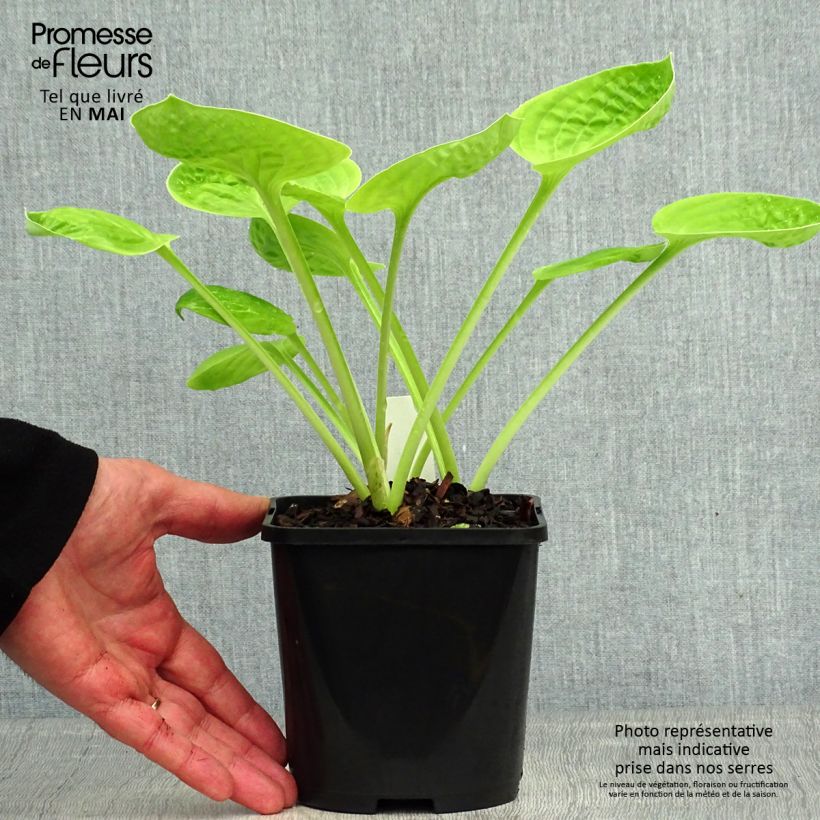 Amostra de Hosta Eye Catcher - Funkia Vaso de 1,5 L/2 L tal como entregue na primavera