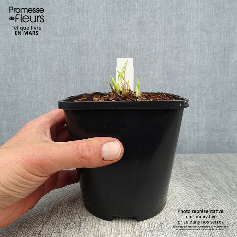 Amostra de Hosta Faithfull Heart - Funkia Vaso de 1,5 L/2 L tal como entregue na primavera