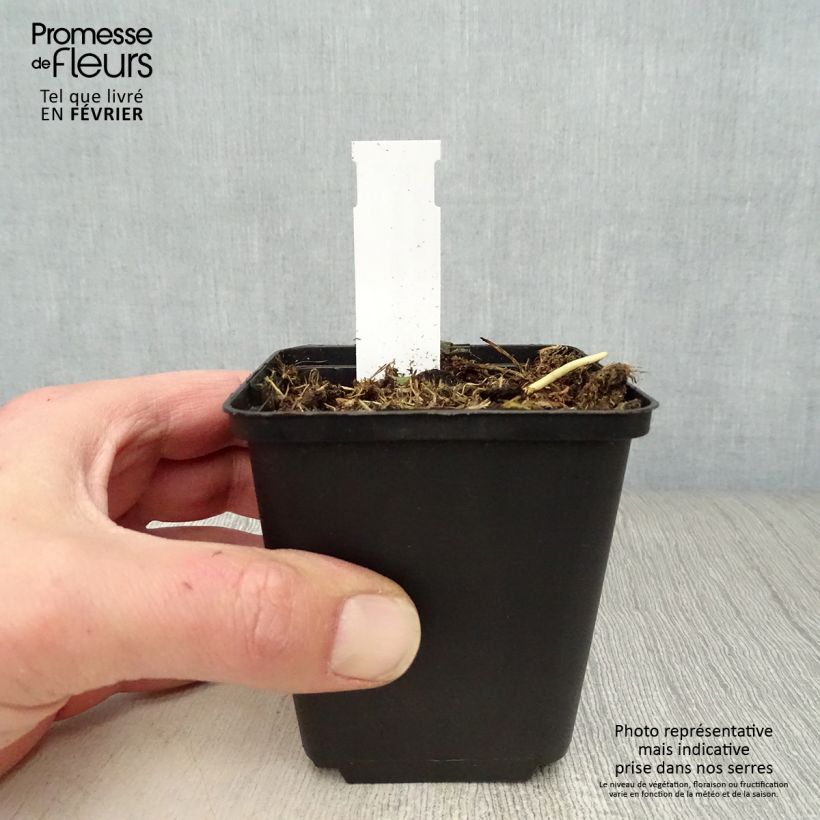 Amostra de Hosta Fire and Ice Vaso de 8/9 cm tal como entregue no inverno