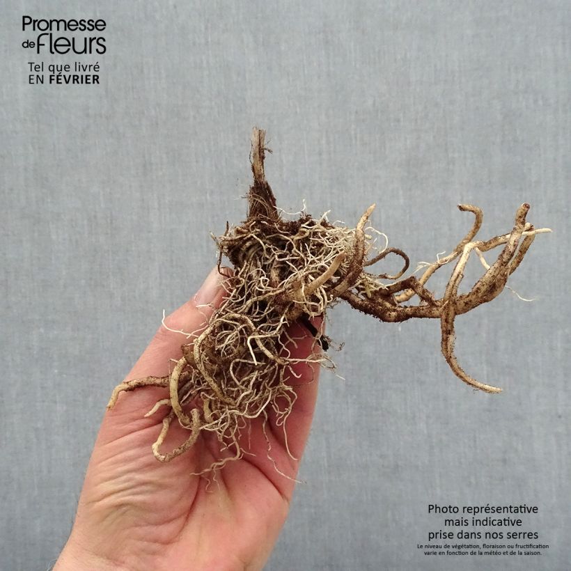 Amostra de Hosta First Blush Petites Racines nues tal como entregue no inverno