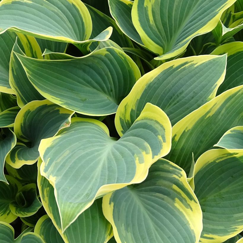 Hosta First Frost (Folhagem)