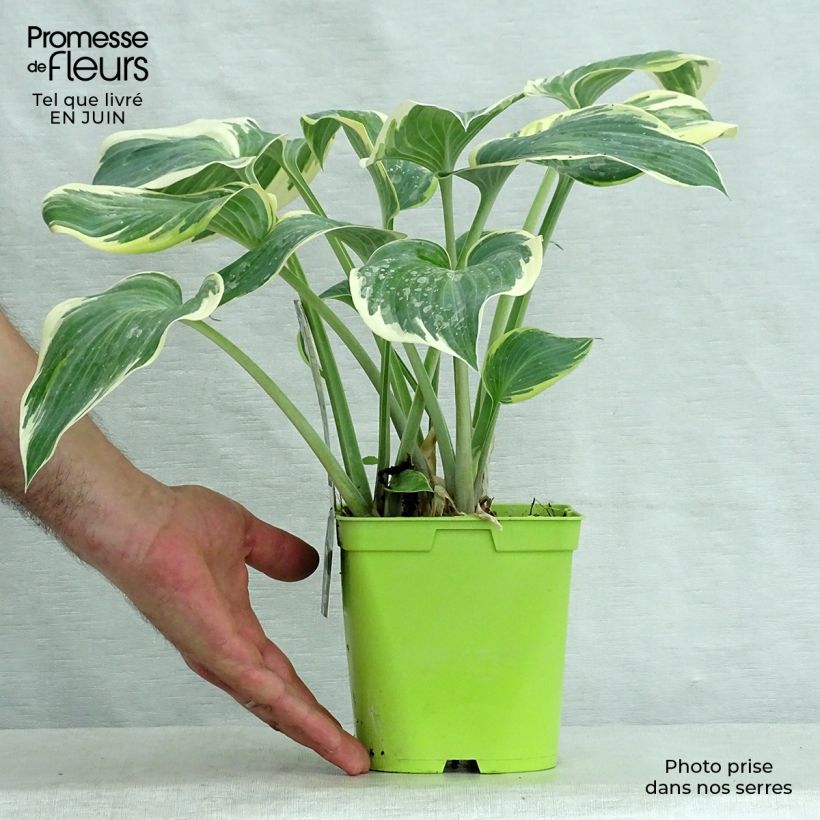 Amostra de Hosta First Frost Vaso de 2 L/3 L tal como entregue no verão