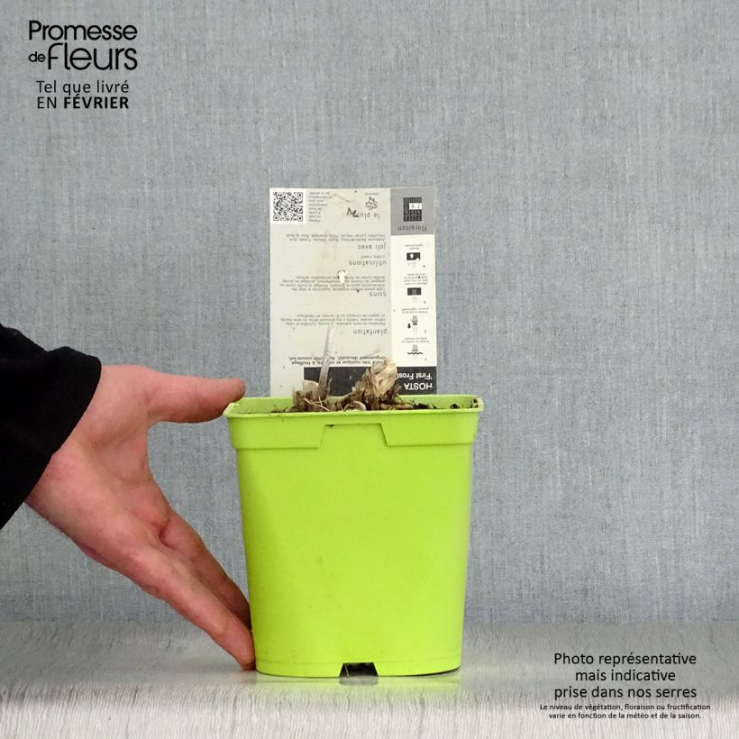 Amostra de Hosta First Frost Pot de 2L/3L tal como entregue no inverno