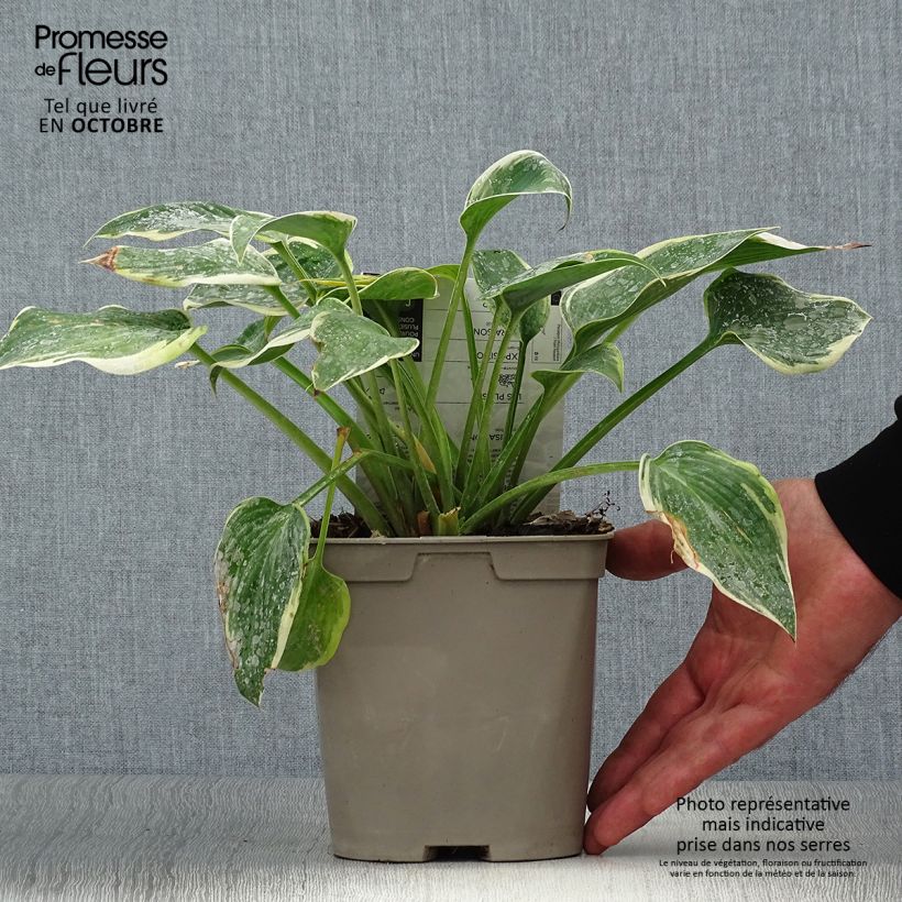 Amostra de Hosta First Frost Vaso de 2 L/3 L tal como entregue no outono