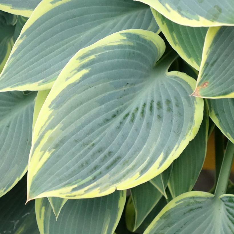 Hosta First Frost (Folhagem)