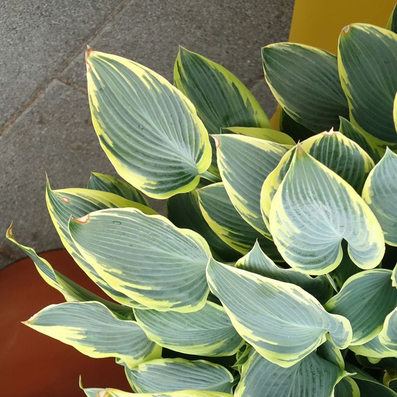 Hosta First Frost (Hábito)