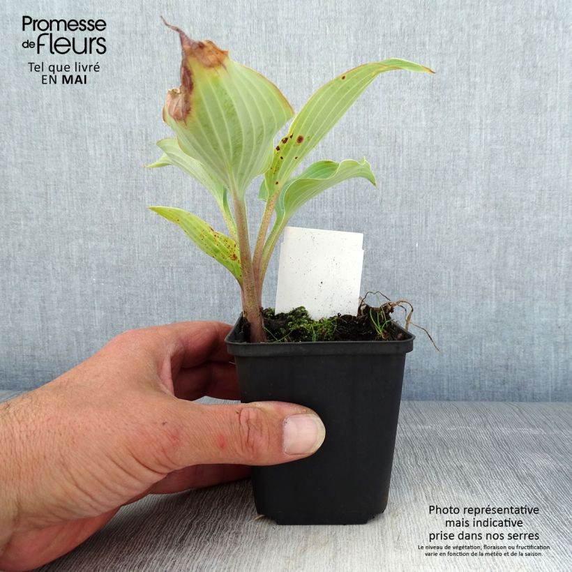 Amostra de Hosta Flemish Sky Vaso de 8/9 cm tal como entregue na primavera