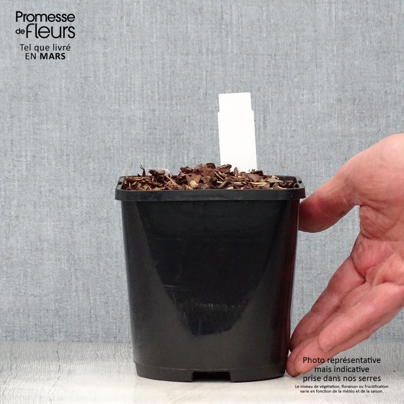 Amostra de Hosta Forbidden Fruit Vaso de 1,5 L/2 L tal como entregue na primavera