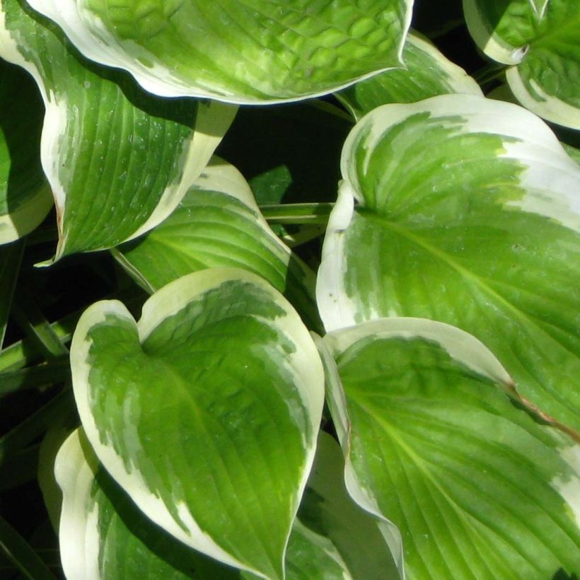 Hosta Formal Attire (Folhagem)