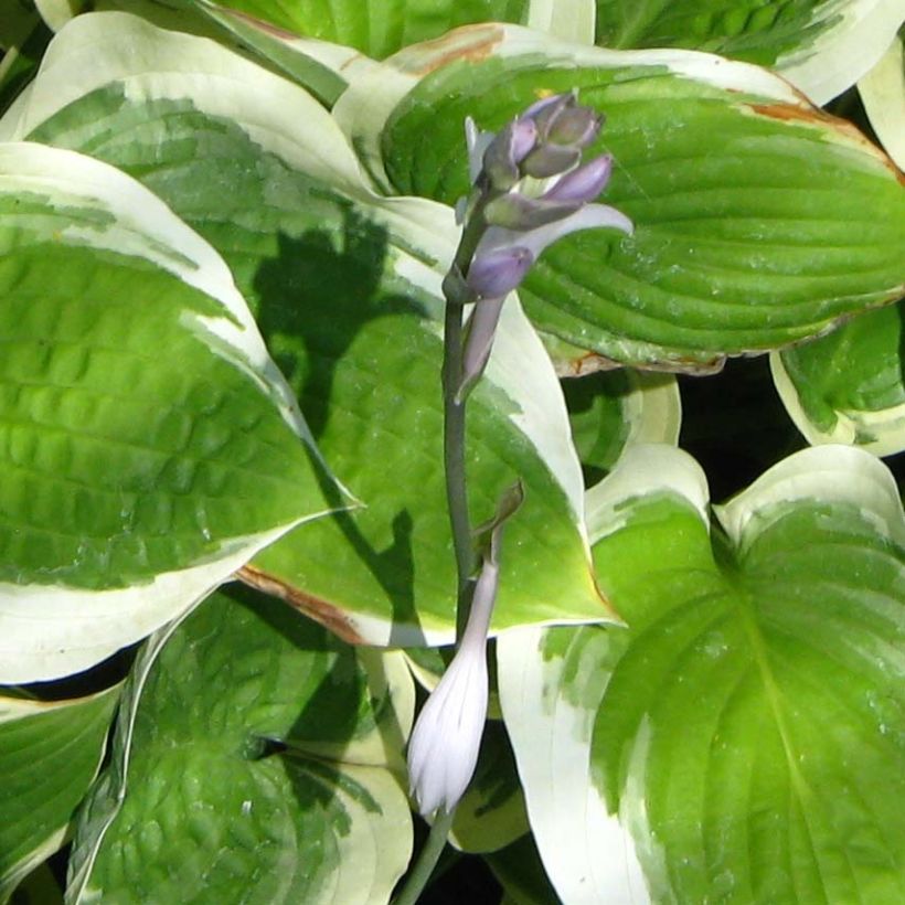 Hosta Formal Attire (Floração)