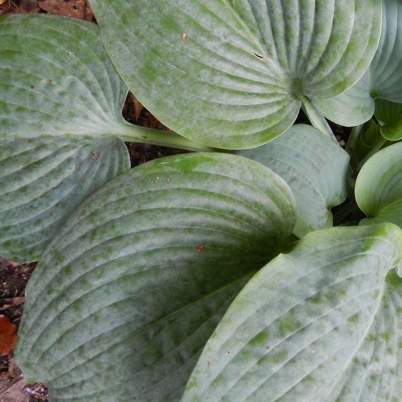 Hosta Fragrant Blue (Folhagem)