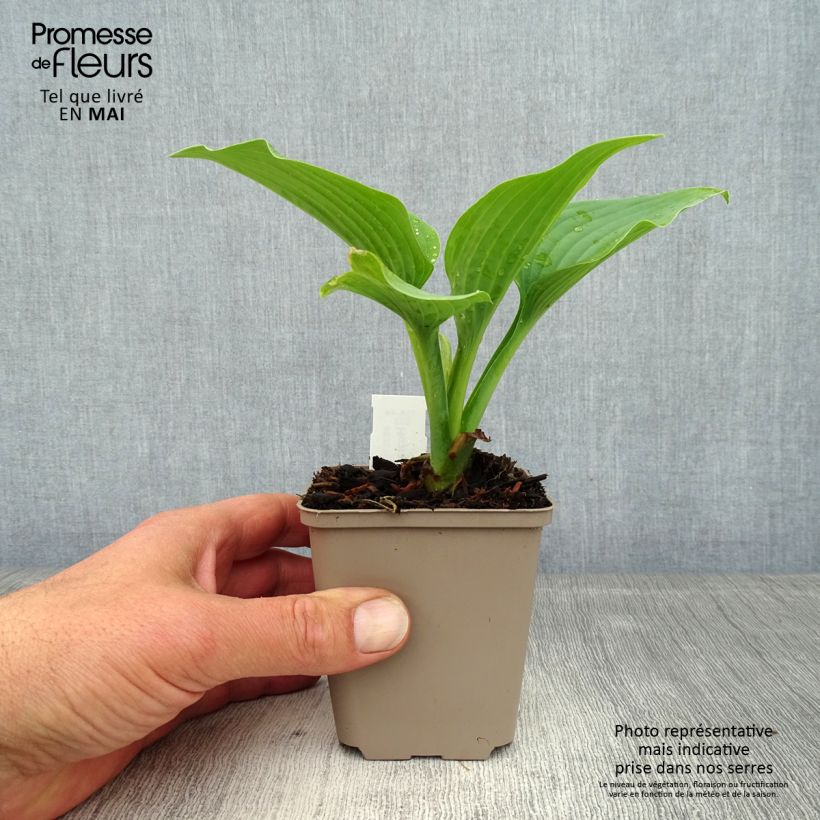 Amostra de Hosta Fragrant Blue Vaso de 8/9 cm tal como entregue na primavera