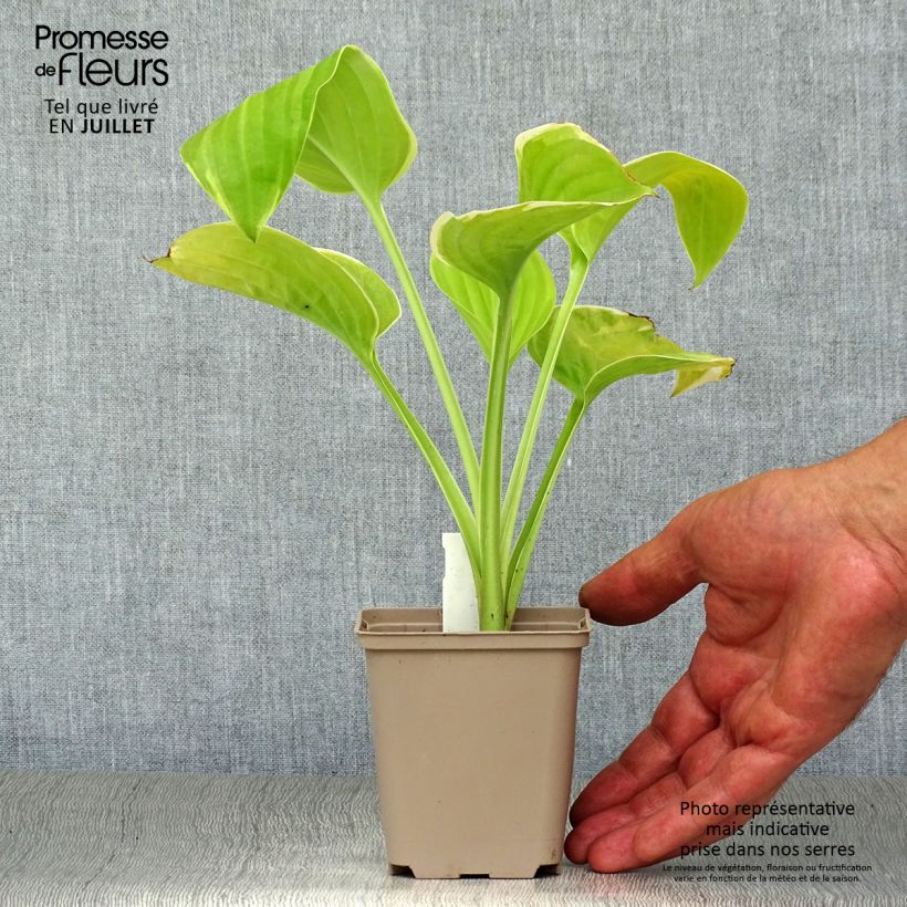 Amostra de Hosta Fragrant Bouquet Vaso de 8/9 cm tal como entregue no verão