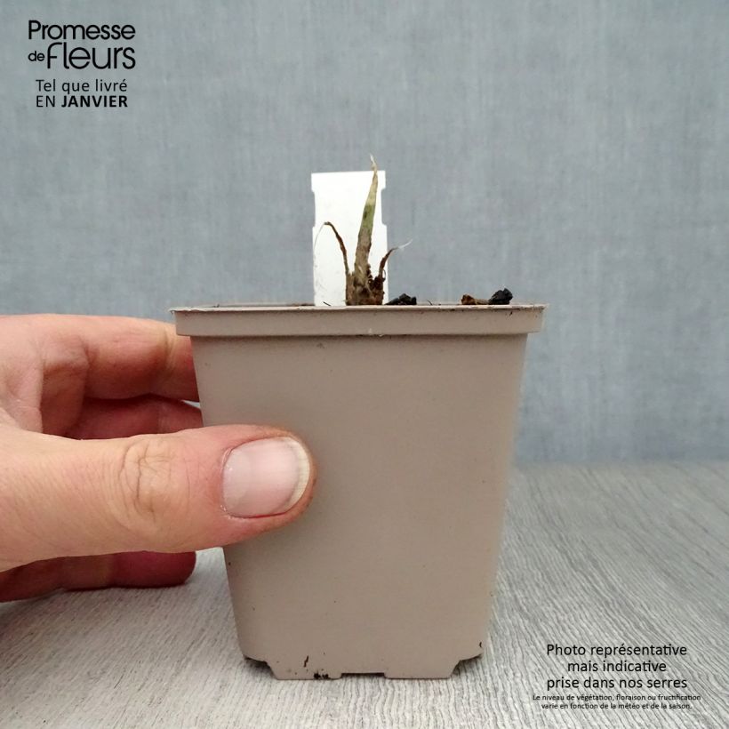 Amostra de Hosta Fragrant Bouquet Vaso de 8/9 cm tal como entregue no inverno