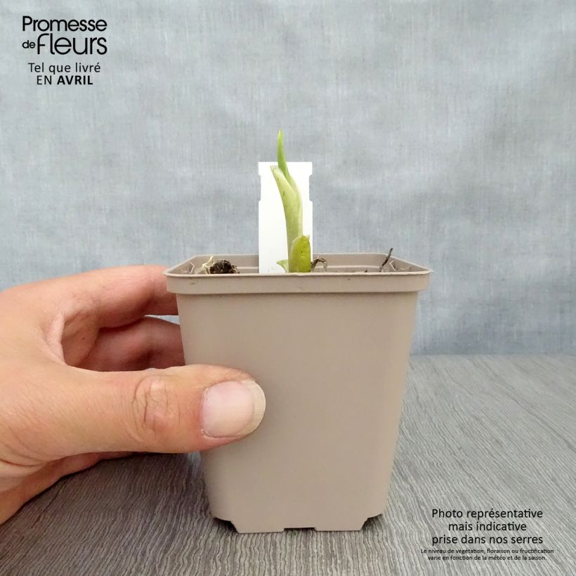 Amostra de Hosta Fragrant Bouquet Vaso de 8/9 cm tal como entregue na primavera