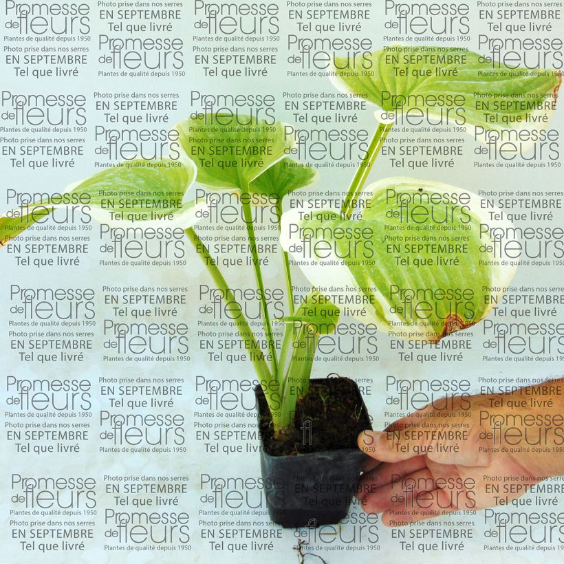 Exemplo de amostra de Hosta Fragrant Dream Vaso de 8/9 cm tal como entregue