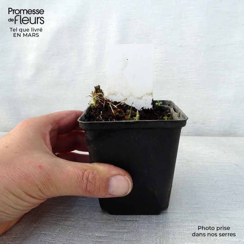 Amostra de Hosta Fragrant Fire Vaso de 8/9 cm tal como entregue na primavera