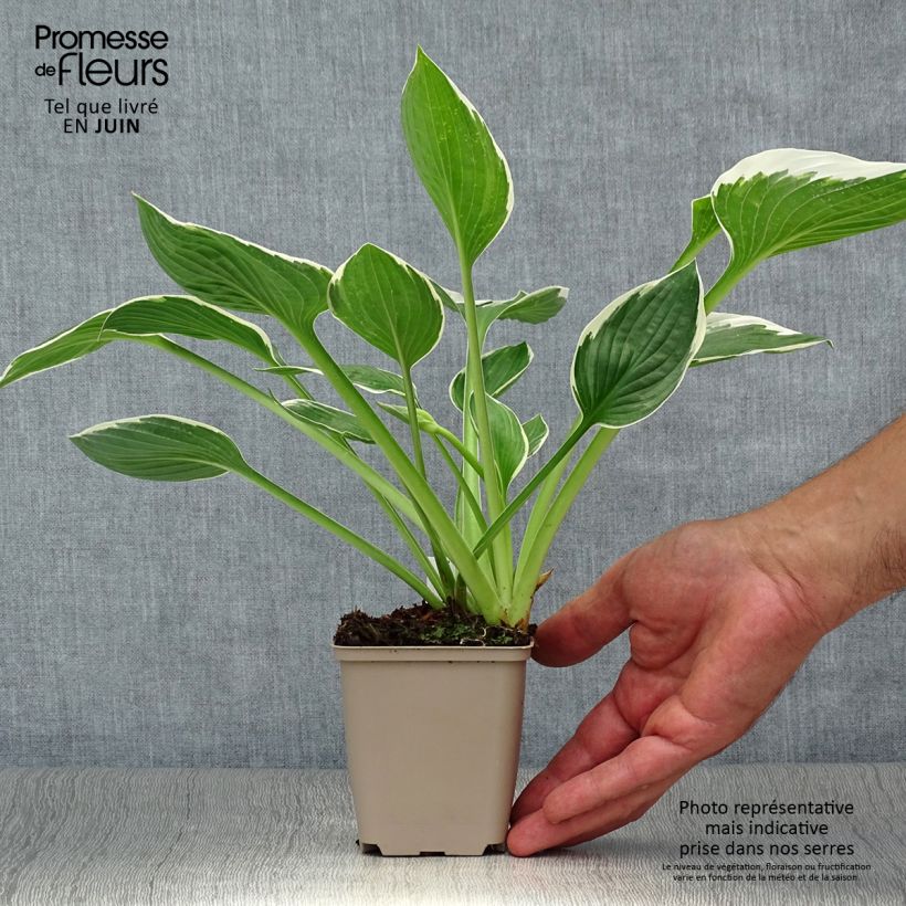 Amostra de Hosta fortunei Francee Vaso de 8/9 cm tal como entregue no verão