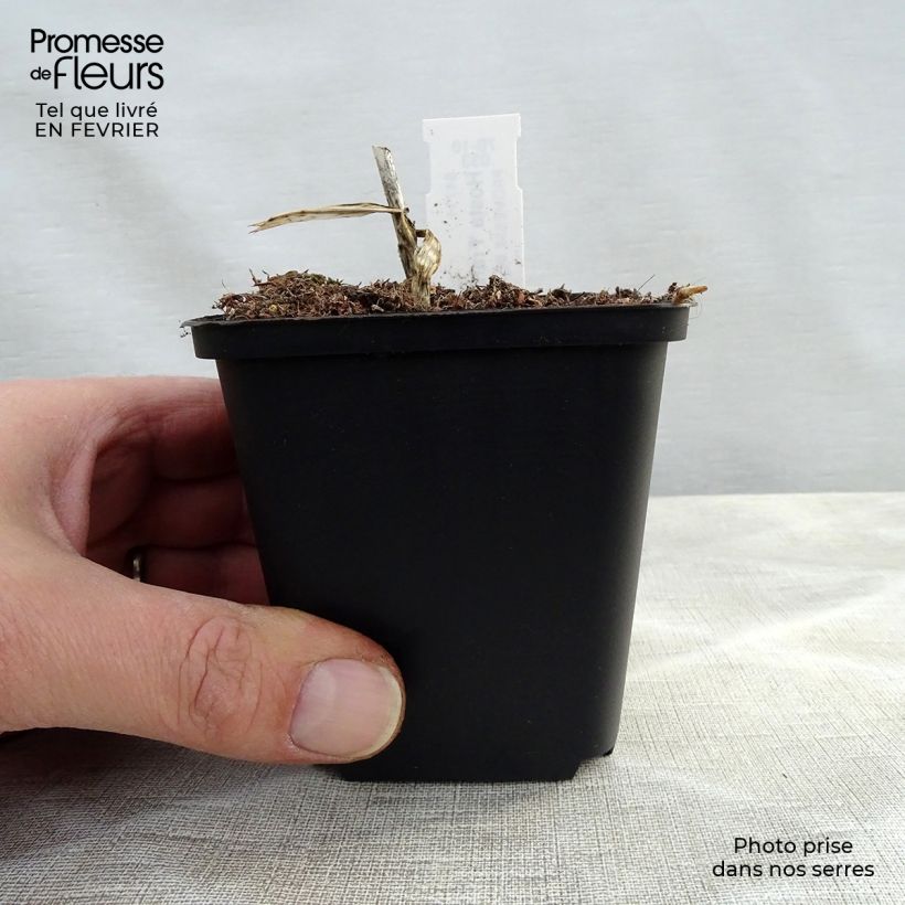 Amostra de Hosta fortunei Francee Vaso de 8/9 cm tal como entregue no inverno