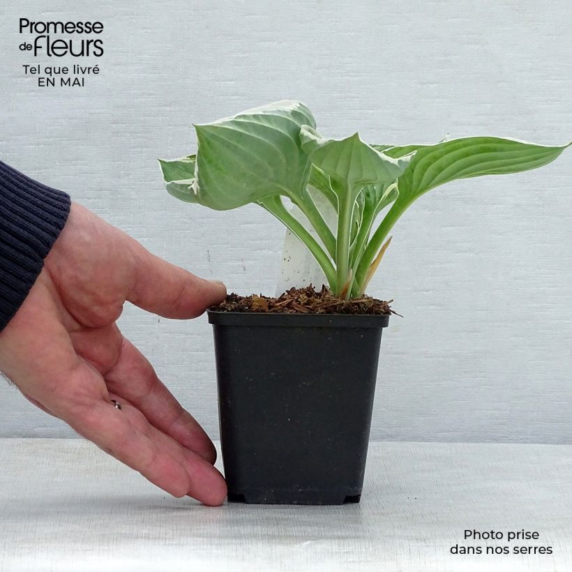 Amostra de Hosta fortunei Francee Vaso de 8/9 cm tal como entregue na primavera