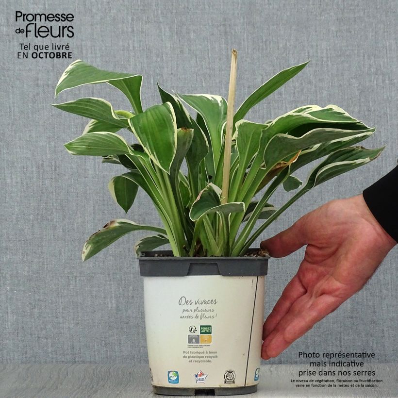 Amostra de Hosta fortunei Francee Vaso de 2 L/3 L tal como entregue no outono