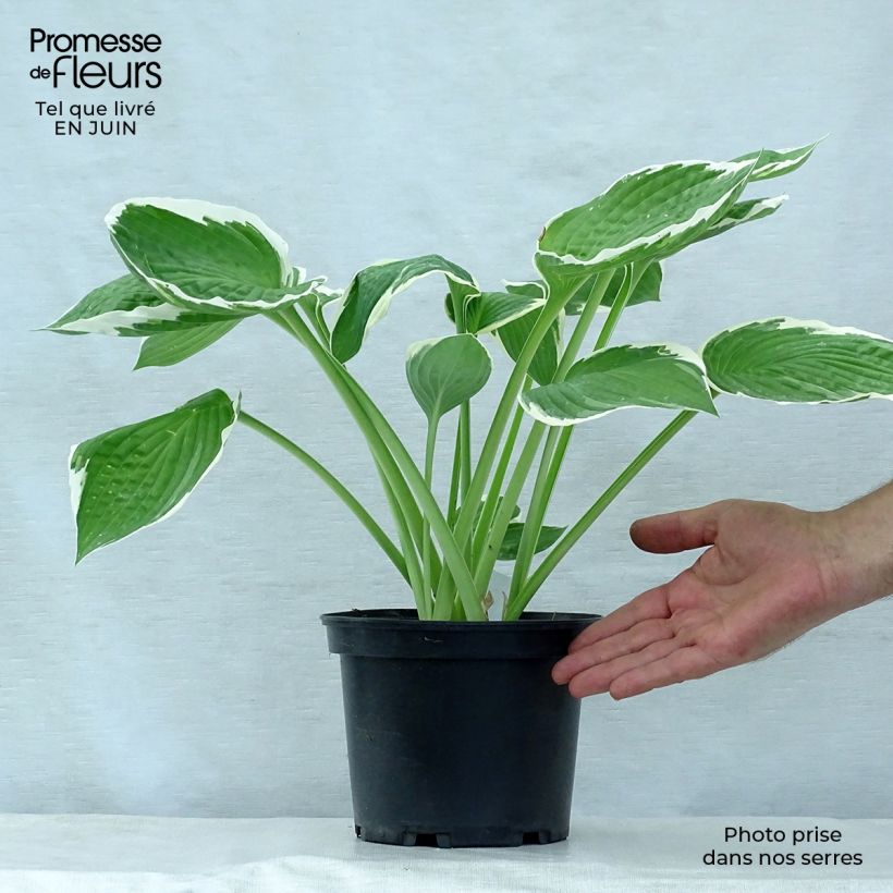 Amostra de Hosta fortunei Francee Vaso de 2 L/3 L tal como entregue no verão