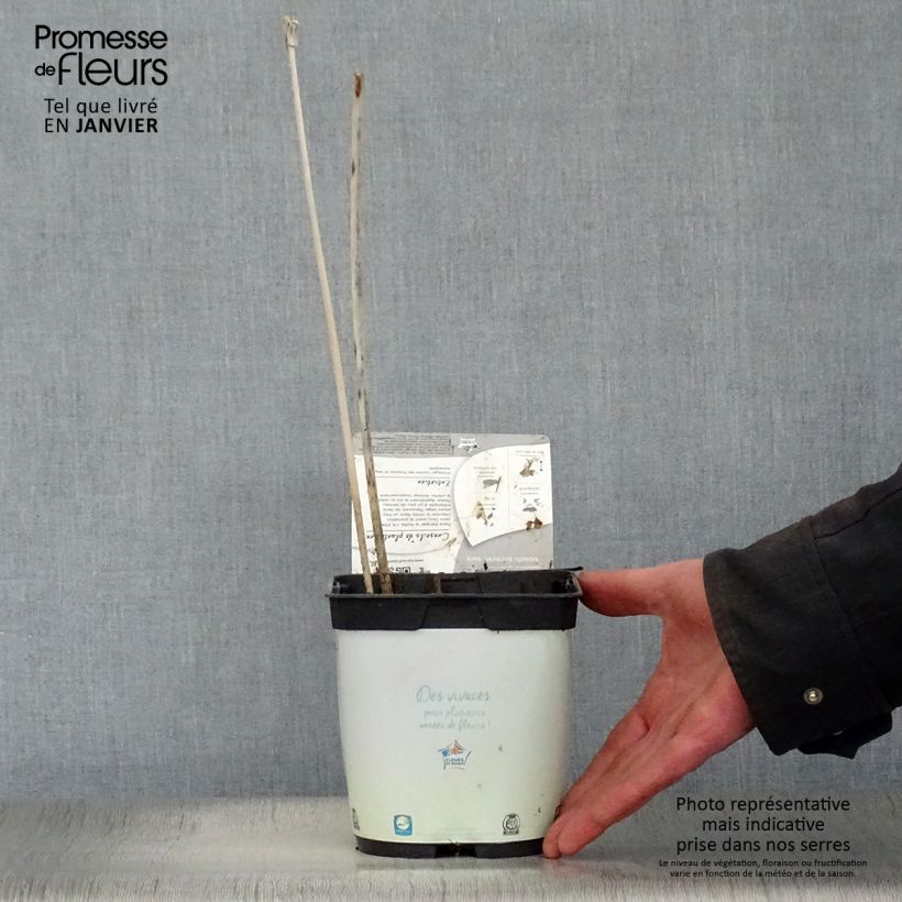 Amostra de Hosta fortunei Francee Vaso de 2 L/3 L tal como entregue no inverno