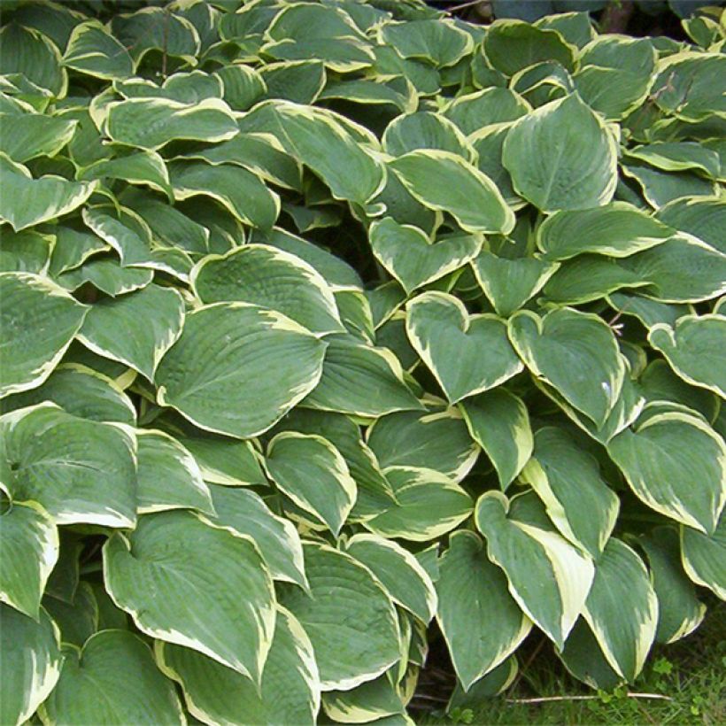 Hosta Fringe Benefit (Floração)