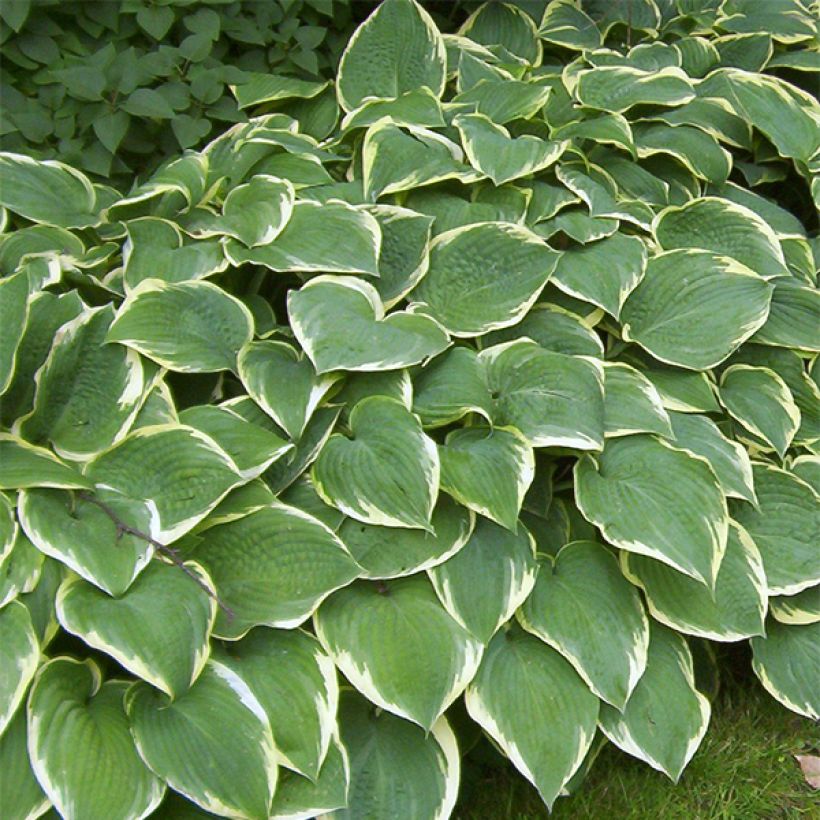Hosta Fringe Benefit (Hábito)