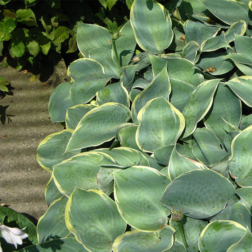 Hosta Frosted Dimples (Hábito)