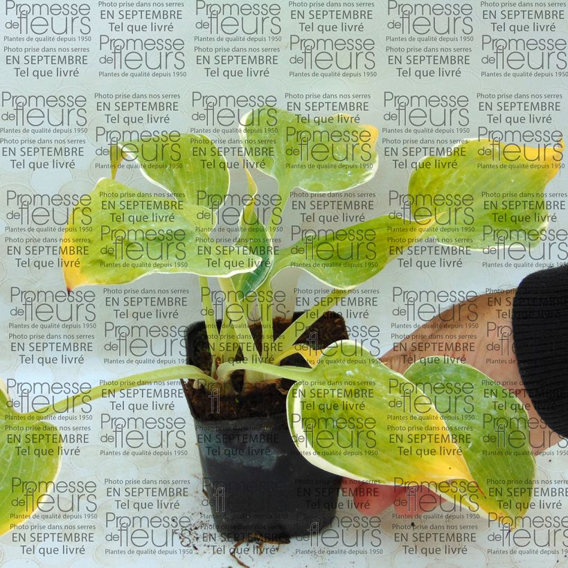 Exemplo de amostra de Hosta Frosted Dimples Vaso de 8/9 cm tal como entregue