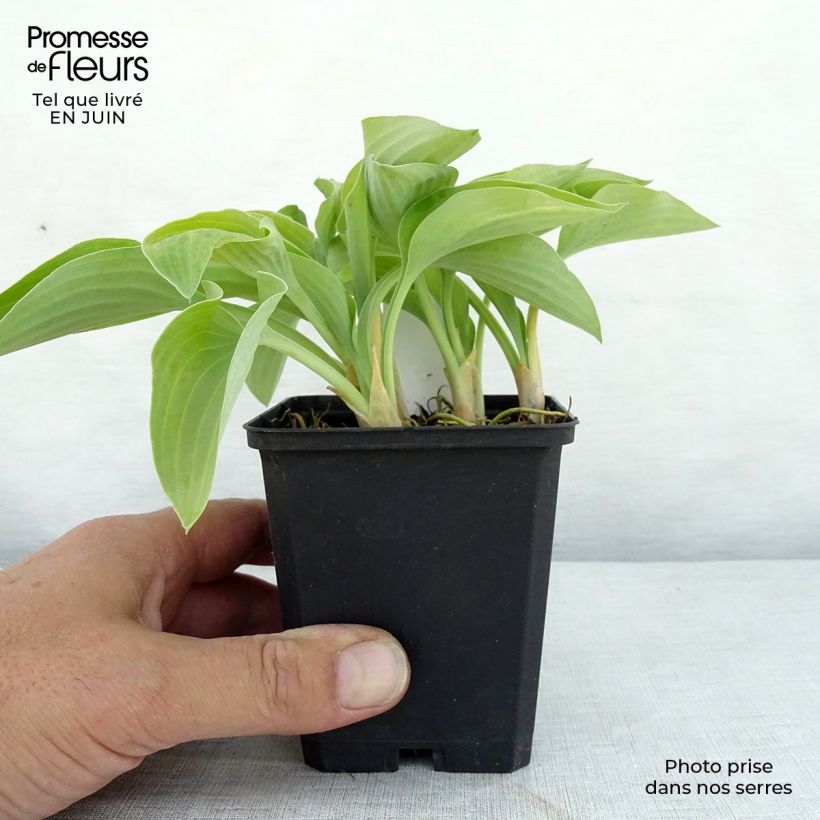 Amostra de Hosta Gold Edger Vaso de 8/9 cm tal como entregue no verão