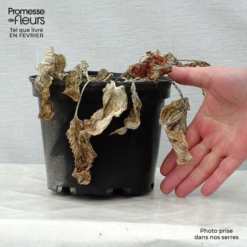 Amostra de Hosta Gold Regal Pot de 2L/3L tal como entregue no inverno