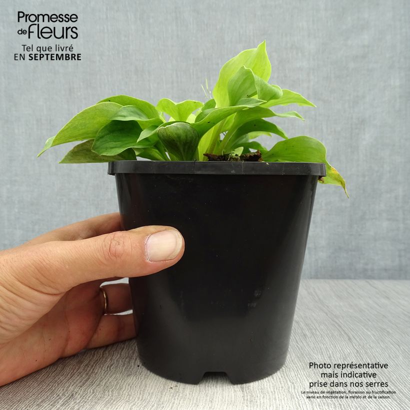 Amostra de Hosta Golden Needles Vaso de 1,5 L/2 L tal como entregue no outono