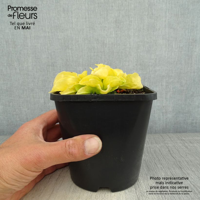 Amostra de Hosta Golden Needles Vaso de 1,5 L/2 L tal como entregue na primavera
