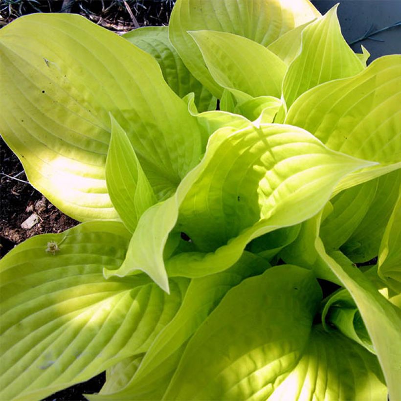 Hosta Golden Prayers (Folhagem)
